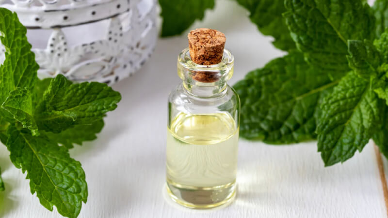 cách làm tinh dầu bạc hà tại nhà