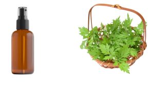 cách làm tinh dầu ngải cứu​
