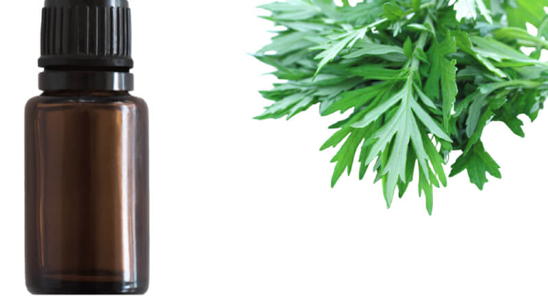 cách làm tinh dầu ngải cứu​