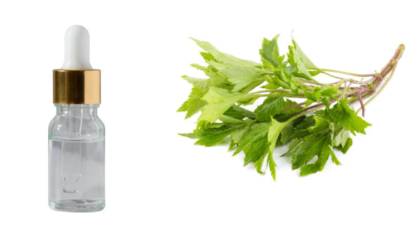 cách làm tinh dầu ngải cứu​