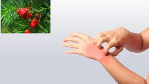 những ai không nên uống tinh dầu thông đỏ