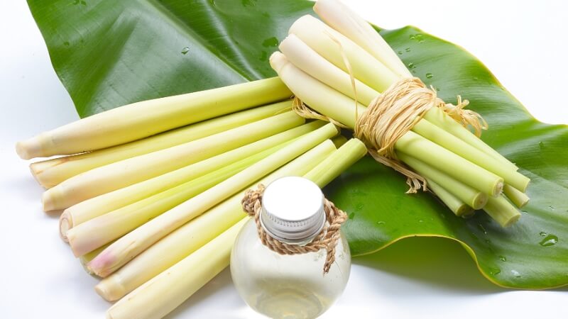 tác dụng của tinh dầu sả
