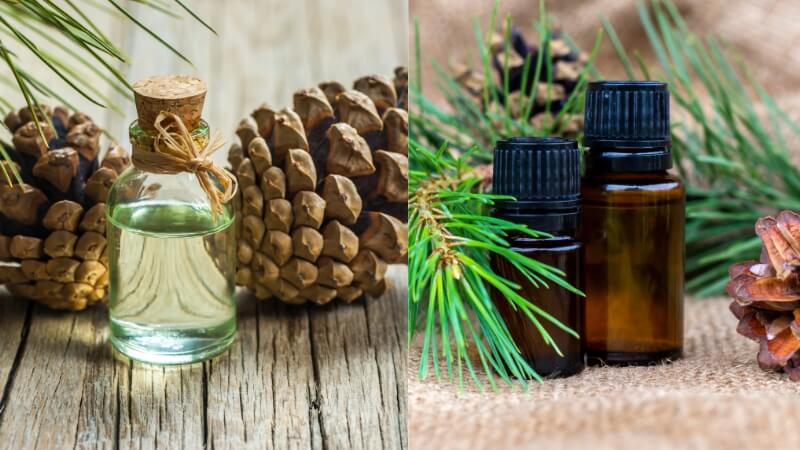 tinh dầu thông đỏ hàn quốc loại nào tốt