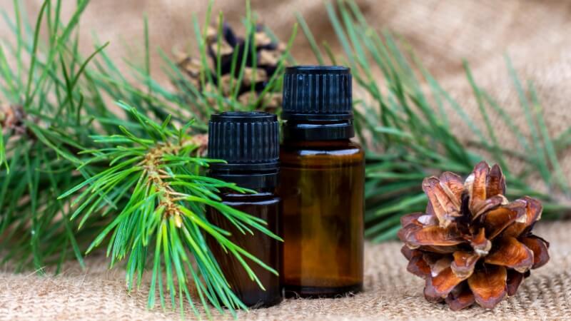 uống tinh dầu thông đỏ có giảm cân không